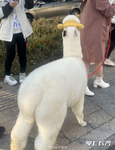 湘江大道出现逃跑的羊驼 ,一路狂奔,还调皮吐口水…… 湘江大道出现逃跑的羊驼 ,一路狂奔,还调皮吐口水……