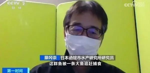 日本海岸突现大量死鱼，渔船寸步难行！官员辩解：与核污染水无关