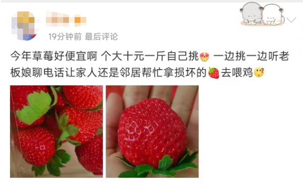 今年价格大降，低至3-5元/斤！很多广东人爱吃，正在大量上市……