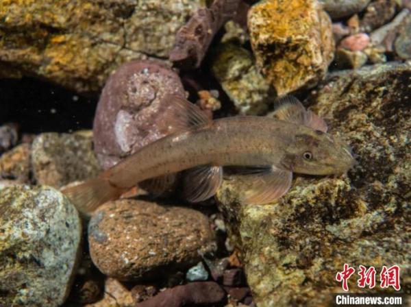 科研人员在浙江武义发现新物种“无斑缨口鳅”