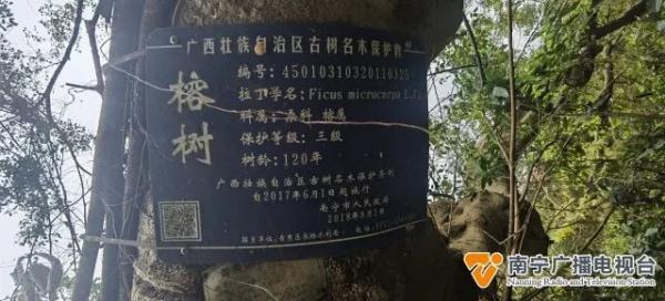 可惜！南宁一棵百年古榕树突然倒下！