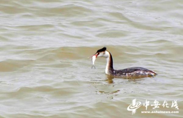 巢湖姥山岛景区首次发现凤头䴙䴘 巢湖姥山岛景区首次发现凤头䴙䴘