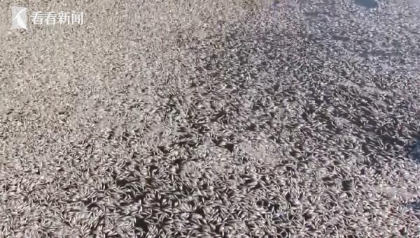 日本海岸突现大量死鱼，渔船寸步难行！官员辩解：与核污染水无关