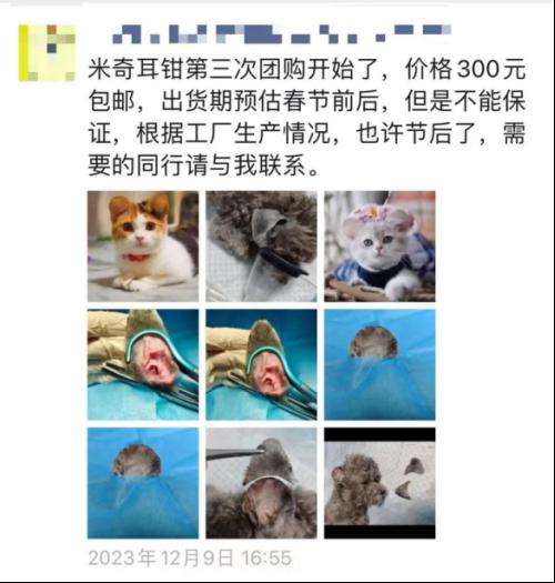 “米奇耳”很可爱？这样的宠物医美手术，慎做！