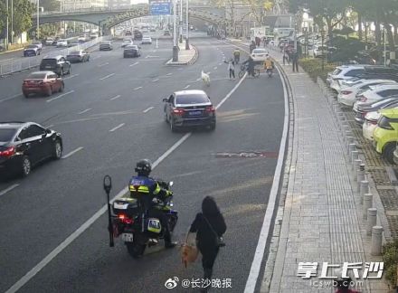 湘江大道出现逃跑的羊驼 ,一路狂奔,还调皮吐口水…… 湘江大道出现逃跑的羊驼 ,一路狂奔,还调皮吐口水……