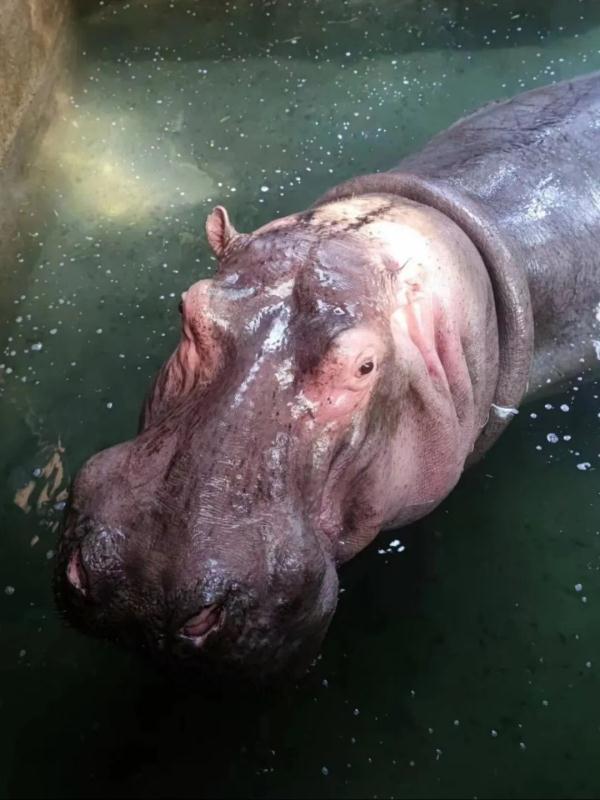 上海动物园“花式供暖”已安排,来看看动物们都是怎么过冬的 上海动物园“花式供暖”已安排,来看看动物们都是怎么过冬的