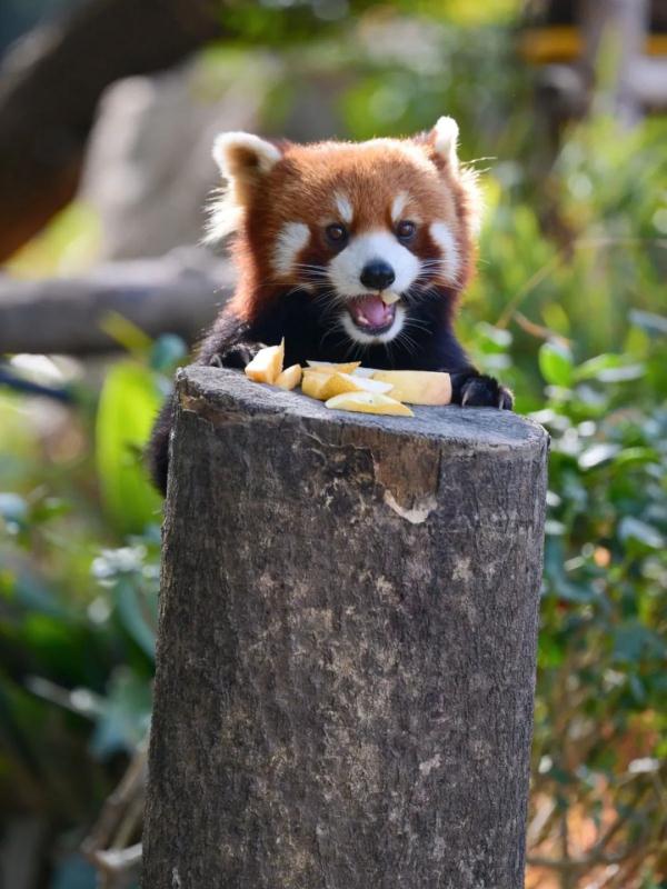 上海动物园“花式供暖”已安排,来看看动物们都是怎么过冬的 上海动物园“花式供暖”已安排,来看看动物们都是怎么过冬的