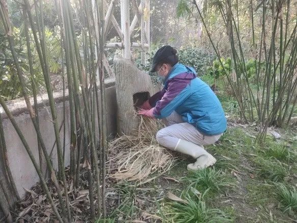 上海动物园“花式供暖”已安排,来看看动物们都是怎么过冬的 上海动物园“花式供暖”已安排,来看看动物们都是怎么过冬的