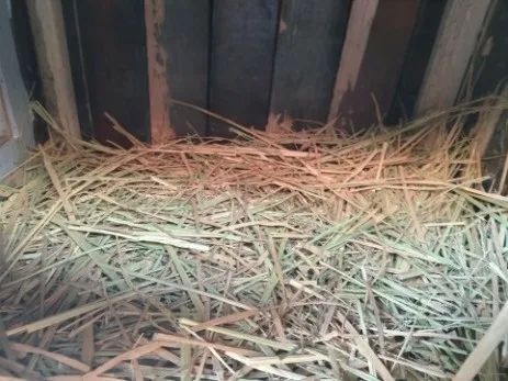 上海动物园“花式供暖”已安排,来看看动物们都是怎么过冬的 上海动物园“花式供暖”已安排,来看看动物们都是怎么过冬的