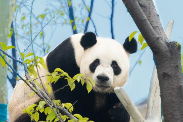 10只大熊猫！湖南岳阳中华大熊猫苑今日正式开园