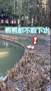 全天气温都在冰点以下！一句话形容今天有多冷，网友：嘴巴一张像在吃薄荷糖……