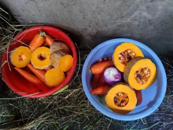 上海动物园“花式供暖”已安排,来看看动物们都是怎么过冬的 上海动物园“花式供暖”已安排,来看看动物们都是怎么过冬的