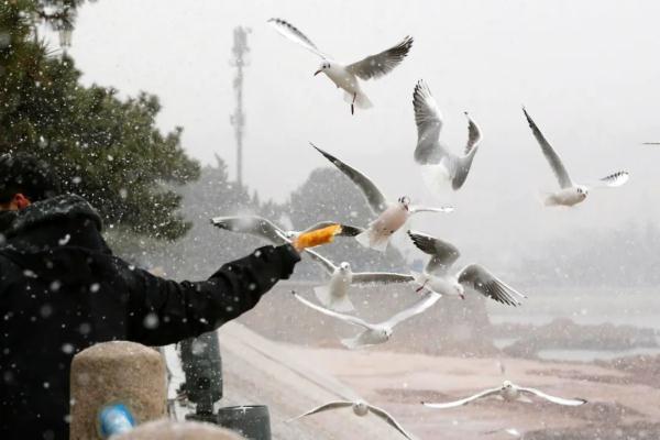 海上奇观,太震撼了!欢迎来到北极圈“青岛分圈” 海上奇观,太震撼了!欢迎来到北极圈“青岛分圈”