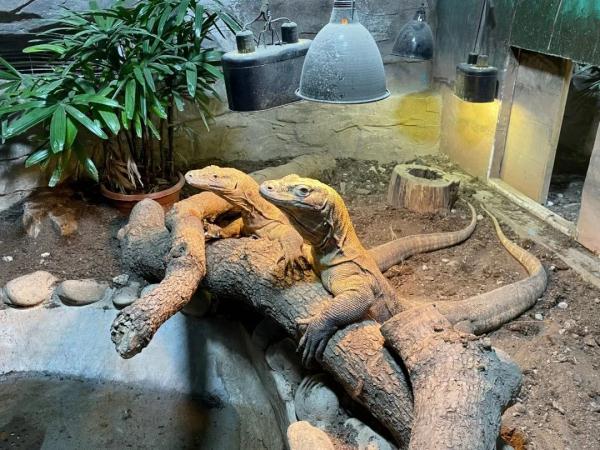 上海动物园“花式供暖”已安排,来看看动物们都是怎么过冬的 上海动物园“花式供暖”已安排,来看看动物们都是怎么过冬的