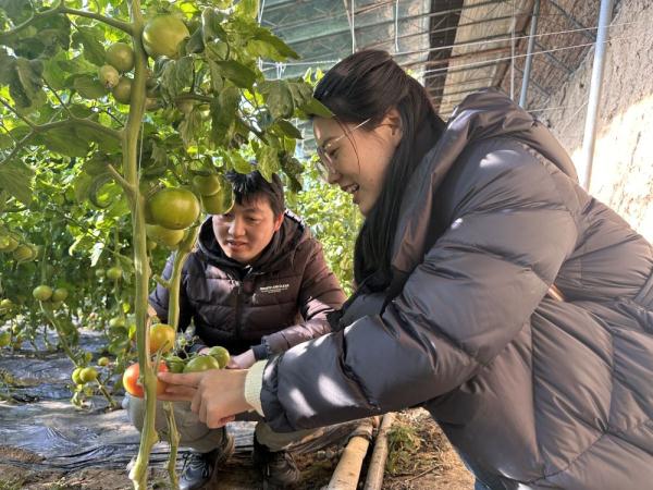 河北三河：农技专家支招如何应对寒潮天气