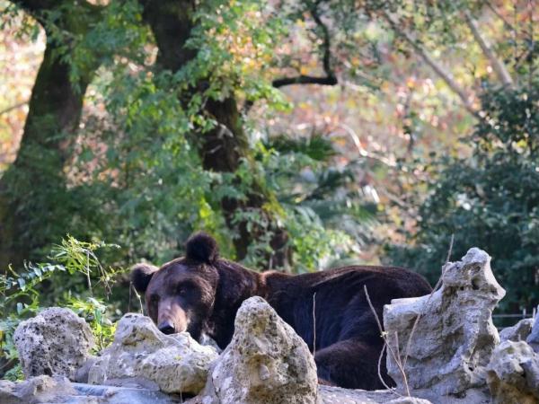 上海动物园“花式供暖”已安排,来看看动物们都是怎么过冬的 上海动物园“花式供暖”已安排,来看看动物们都是怎么过冬的