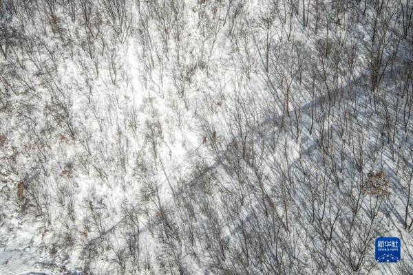 抗严寒特巡保供电