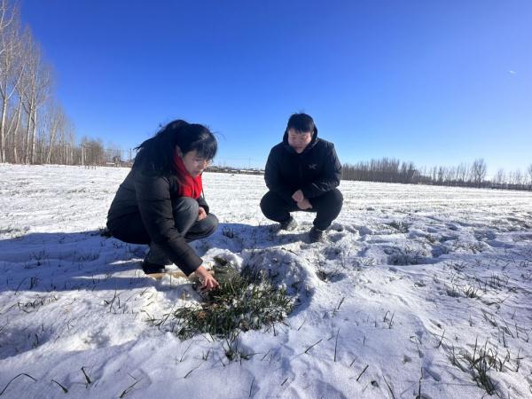 河北三河：农技专家支招如何应对寒潮天气