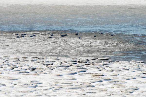海上奇观,太震撼了!欢迎来到北极圈“青岛分圈” 海上奇观,太震撼了!欢迎来到北极圈“青岛分圈”