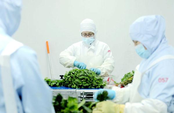 河北固安：净菜进京 保供首都“菜篮子”