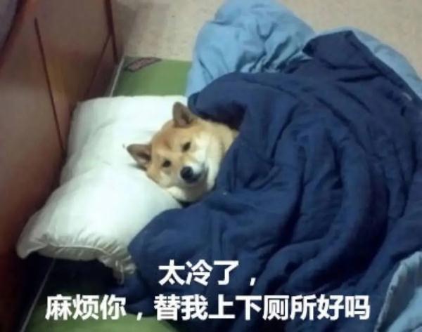 全天气温都在冰点以下！一句话形容今天有多冷，网友：嘴巴一张像在吃薄荷糖……
