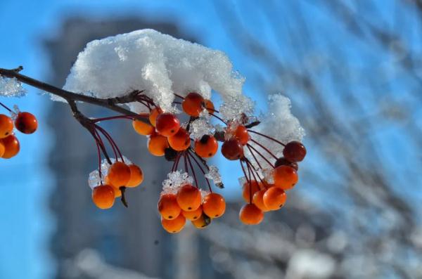沈阳啥时候回温?接下来还会下雪吗?最新预报来了! 沈阳啥时候回温?接下来还会下雪吗?最新预报来了!