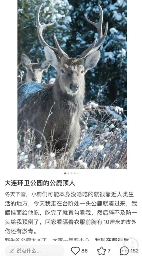 大连有人喂鹿被撞?动保志愿者:喂食不要靠太近 大连有人喂鹿被撞?动保志愿者:喂食不要靠太近