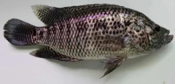 发现这些“厉害角色”，立即报告！