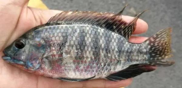 发现这些“厉害角色”，立即报告！