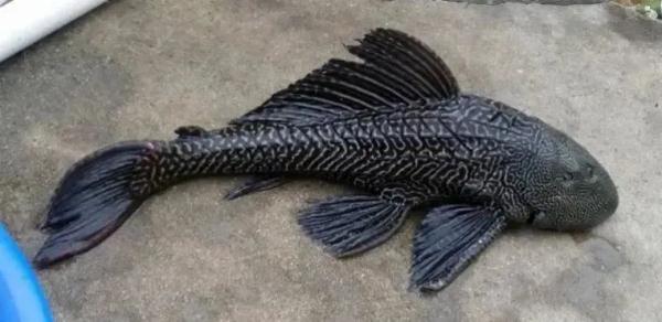 发现这些“厉害角色”，立即报告！