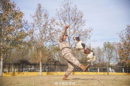 可“萌”可“猛”！一起围观军犬强化训练