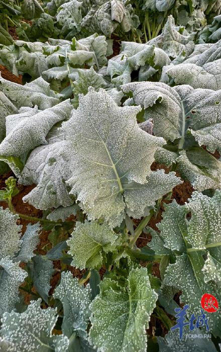 水桶结冰蔬菜结霜！广州从化吕田多处气温跌破冰点