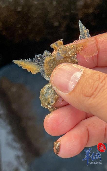 水桶结冰蔬菜结霜！广州从化吕田多处气温跌破冰点