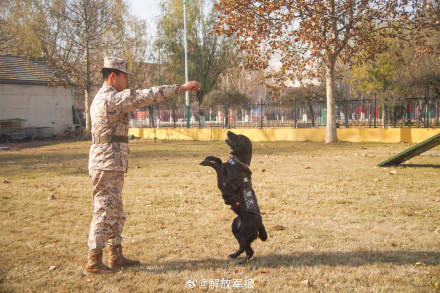 可“萌”可“猛”！一起围观军犬强化训练