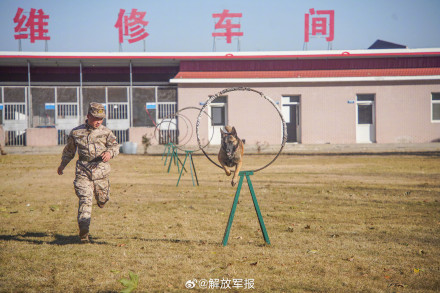 可“萌”可“猛”！一起围观军犬强化训练