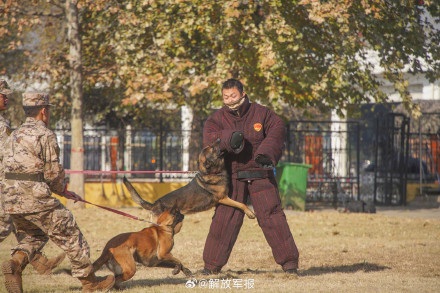 可“萌”可“猛”！一起围观军犬强化训练