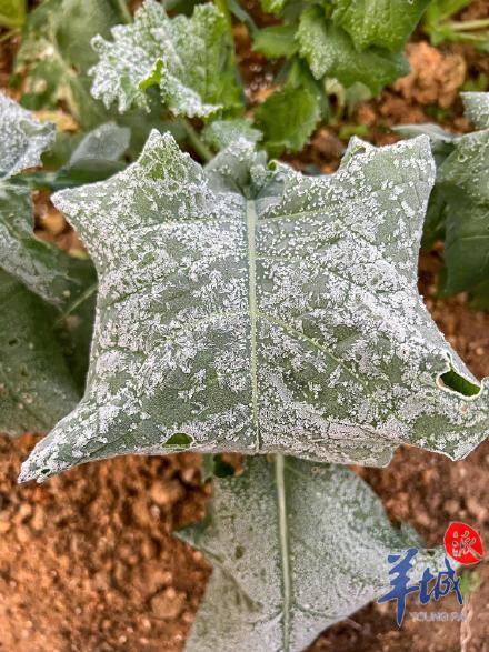 水桶结冰蔬菜结霜！广州从化吕田多处气温跌破冰点