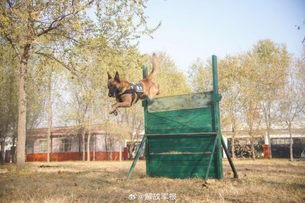 可“萌”可“猛”！一起围观军犬强化训练