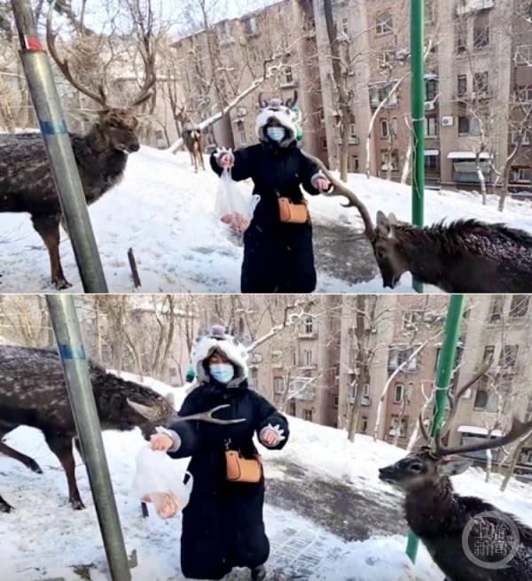 大连有人喂鹿被撞?动保志愿者:喂食不要靠太近 大连有人喂鹿被撞?动保志愿者:喂食不要靠太近