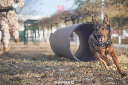 可“萌”可“猛”！一起围观军犬强化训练