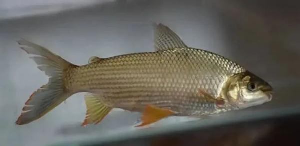 发现这些“厉害角色”，立即报告！