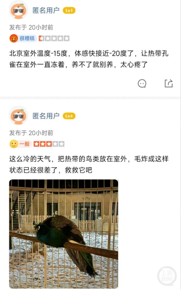 北京一园区内孔雀被养室外冻得奄奄一息？回应：商家养的