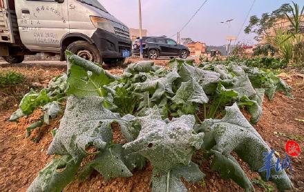 水桶结冰蔬菜结霜！广州从化吕田多处气温跌破冰点