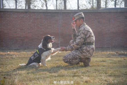 可“萌”可“猛”！一起围观军犬强化训练