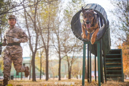 可“萌”可“猛”！一起围观军犬强化训练