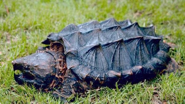 发现这些“厉害角色”，立即报告！