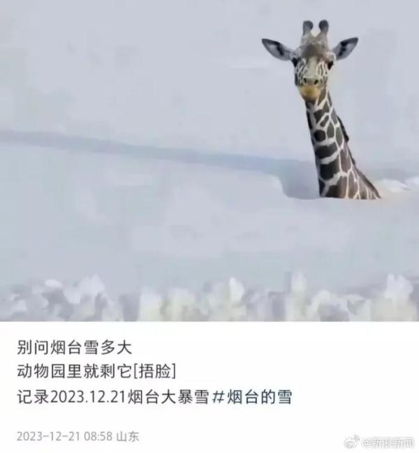 山东积雪深度破纪录,动物园长颈鹿雪地中仅露个头?官方回应 山东积雪深度破纪录,动物园长颈鹿雪地中仅露个头?官方回应