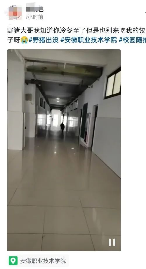 教学楼惊现野猪!警方:已到现场寻找 教学楼惊现野猪!警方:已到现场寻找