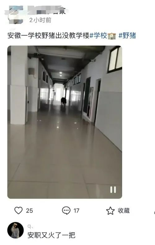 教学楼惊现野猪!警方:已到现场寻找 教学楼惊现野猪!警方:已到现场寻找