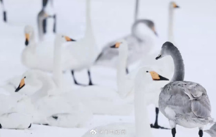 在威海找到了雪与海的终极浪漫